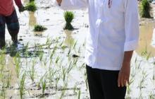 Jenderal-Jenderal TNI-Polri 'Jebolan' Solo Sambut Jokowi, Bintang Empat Dampingi ke Sawah