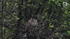 Tiga monyet ekor panjang (Macca Fascicularis) liar mencari makan kantong plastik yang banyak ditemukan di hutan Taman Marga Satwa Muara Angke, Jakarta,Sabtu (19/1). (Merdeka.com/Imam Buhori)