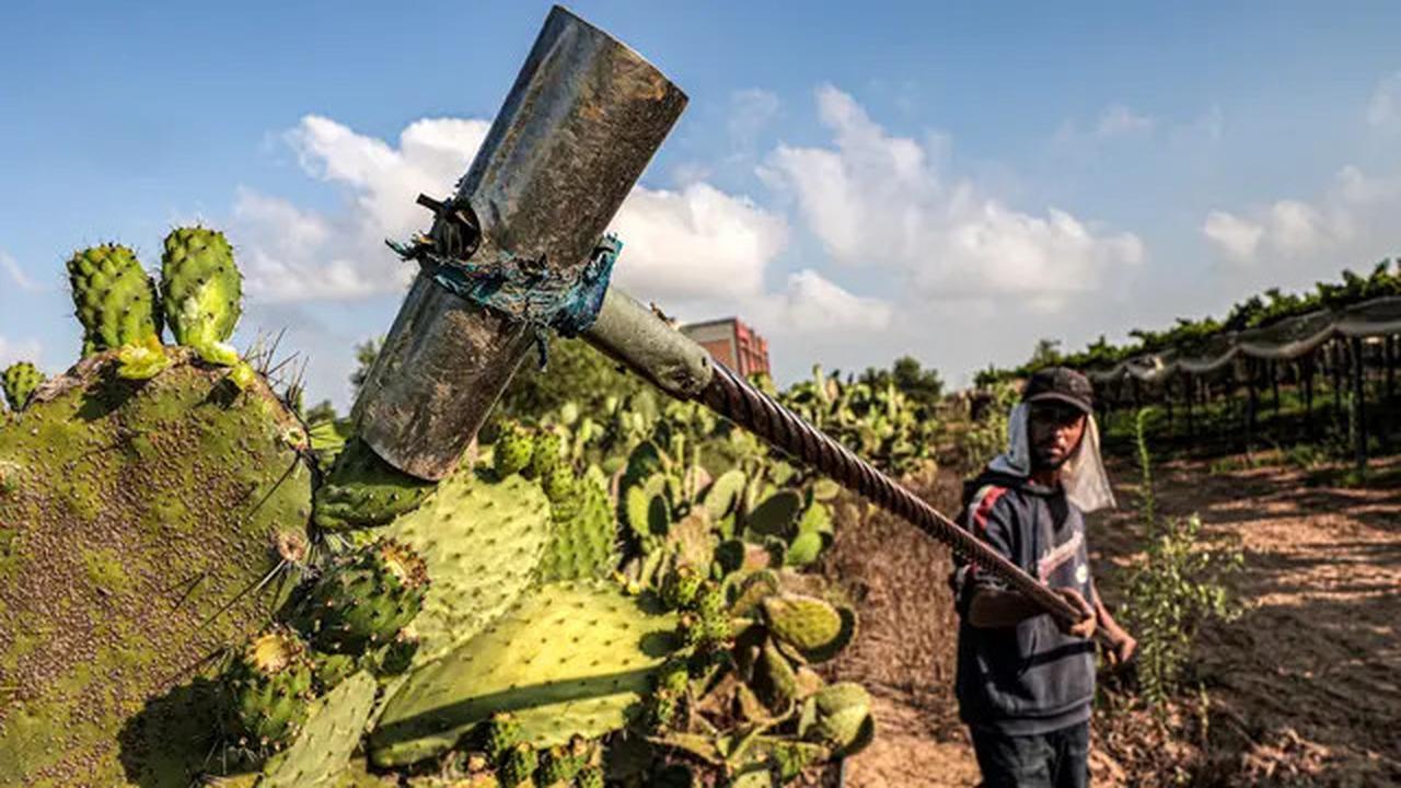 7 Khasiat Kaktus untuk Kesehatan yang Jarang Diketahui, Sumber Nutrisi dan Antioksidan Alami