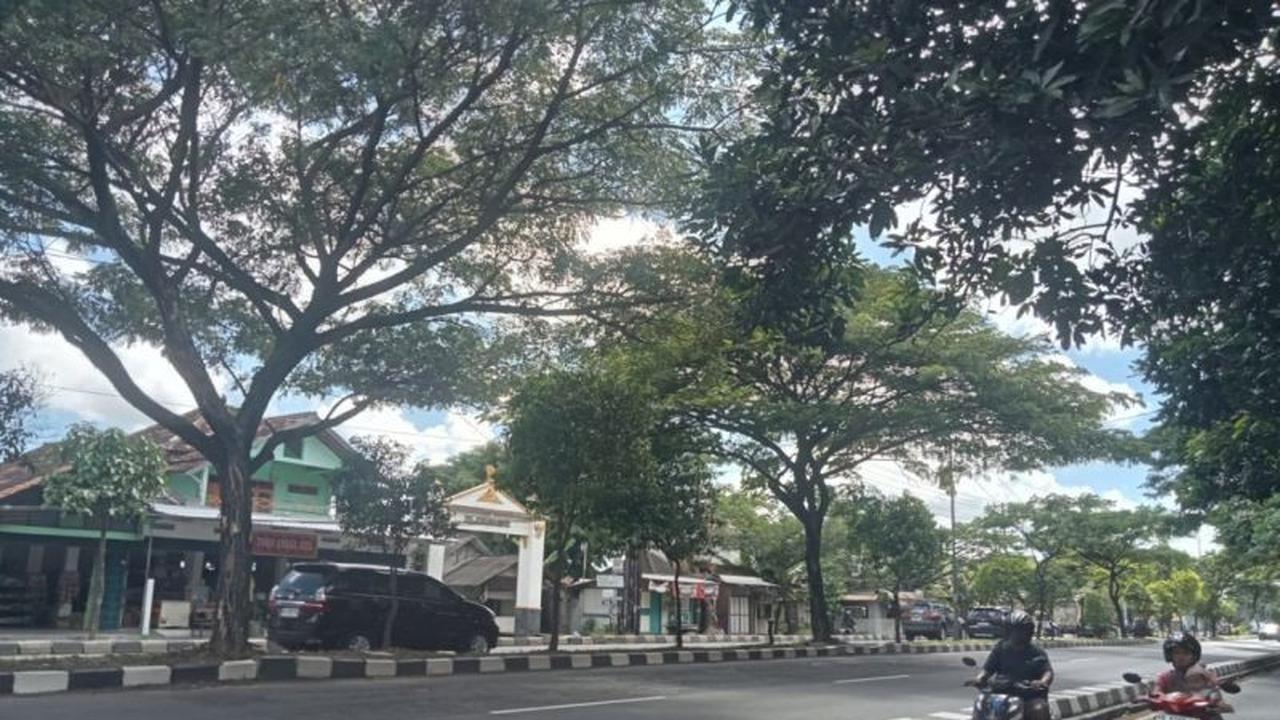 BPBD Bantul Prioritaskan Penebangan 200 Pohon Rawan Tumbang di Ring Road