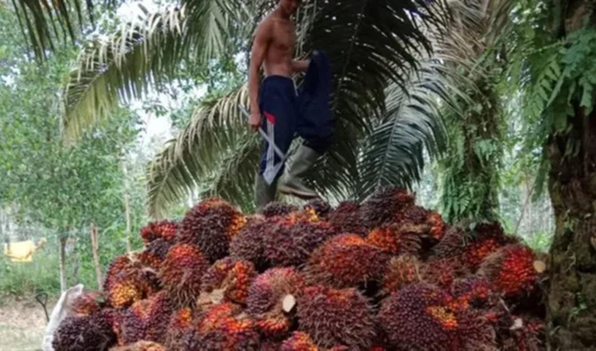 Produk tersebut termasuk sebagai energi dengan bahan baku, yang melimpah dan berkelanjutan, sehingga dapat diolah dan dimanfaatkan dalam jangka panjang.
