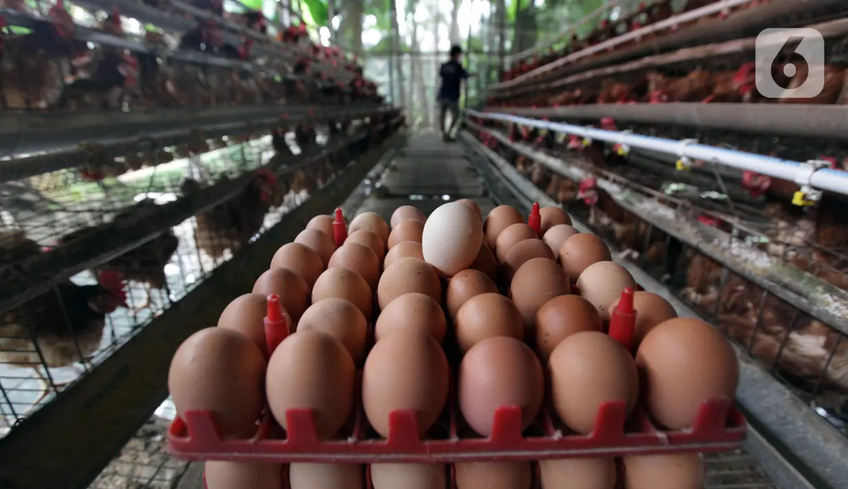 Telur ayam dikumpulkan di perternakan kawasan Telaga Kahuripan, Bogor, Jawa Barat, Rabu (3/11/2021). Rendahnya harga telur ayam menyebabkan para peternak di Bogor terpaksa menjual telur ayam di bawah harga pasar, dengan harga Rp 16.000 per kilogram. (merdeka.com/Arie Basuki)