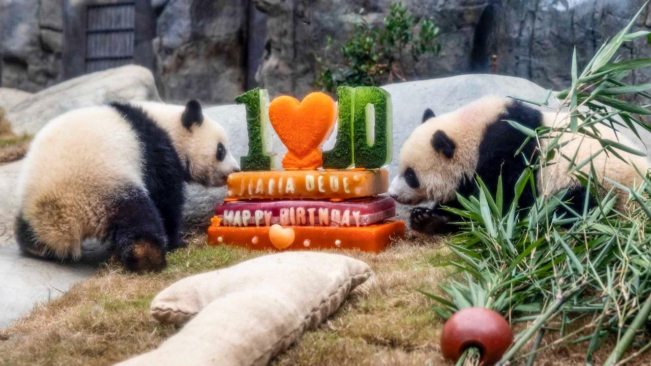 FOTO: Lucunya Panda Kembar De De & Jia Jia Rayakan Ulang Tahun Pertama di Hong Kong