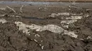 Sejumlah buaya terjebak dalam lumpur di sungai Pilcomayo, Boqueron, perbatasan Paraguay dan Argentina, (3/7). Daerah ini sedang menghadapi musim kekeringan terburuk dalam dua dekade terakhir. (REUTERS / Jorge Adorno)
