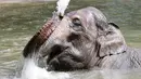 Seekor gajah mendinginkan diri saat suhu mencapai 34 derajat Celcius di kolam air kebun binatang Tierpark Hagenbeck di Hamburg, Jerman, Rabu (24/7/2019). Suhu tinggi ini terjadi di tengah ancaman gelombang panas kedua yang diprediksi melanda Eropa Barat. (Photo by Bodo Marks / dpa / AFP)