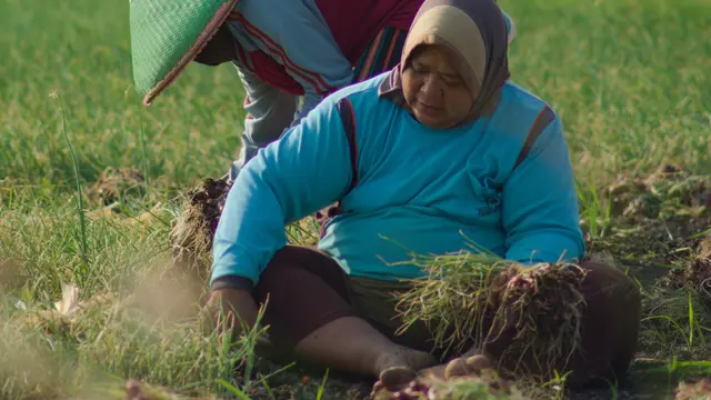 Panen Bawang Merah