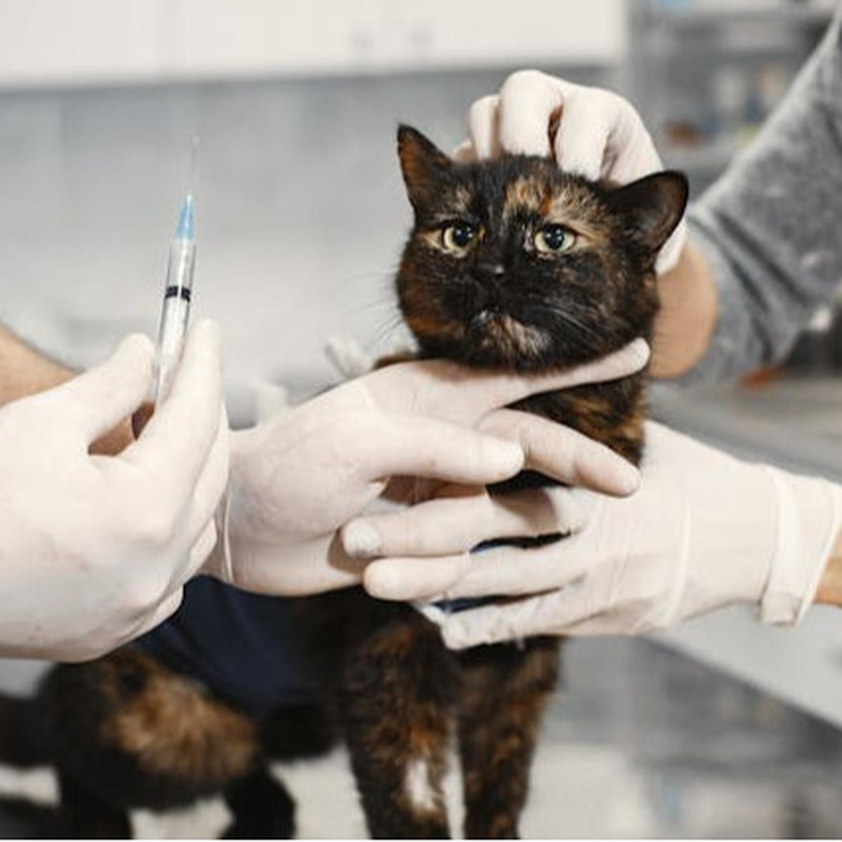Periksa Kesehatan Kucing Sebelum Pergi