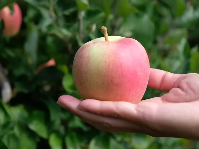 Cara Mengetahui Buah Apel Masih Layak Makan Atau Tidak Lifestyle Fimela Com
