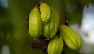 Risiko Kesehatan Belimbing Wuluh yang Perlu Diwaspadai, Kandungannya Bisa Pengaruhi Lambung