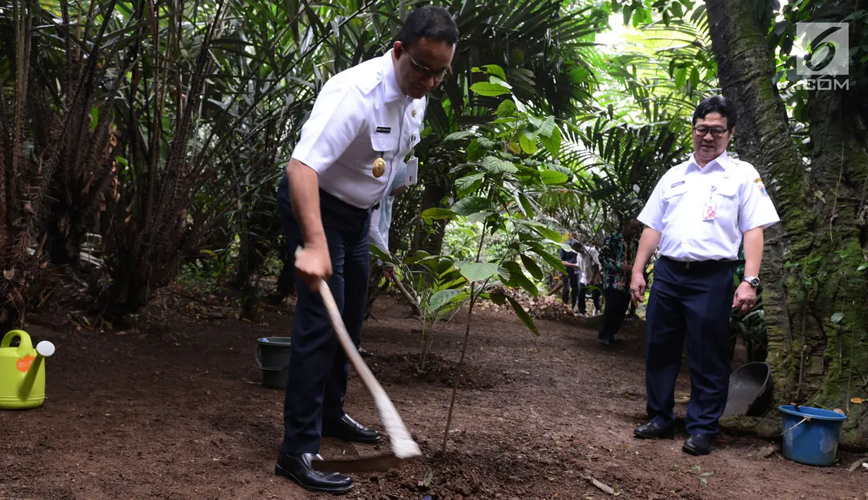Gubernur DKI Jakarta Anies Baswedan menanam pohon saat ikut menghadiri acara panen buah dukuh dan salak di Cagar Buah Condet, Kramatjati, Kamis (14/3). Anies berharap banyak warga mengonsumsi buah-buahan khas Betawi di tempat itu (merdeka.com/Imam Buhori)