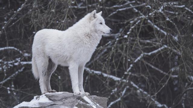 Wolf Quotes on Being Brave and Strong