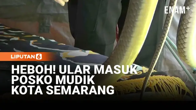 Posko Mudik Kalikangkung Disusupi Ular, Petugas Sempat Panik