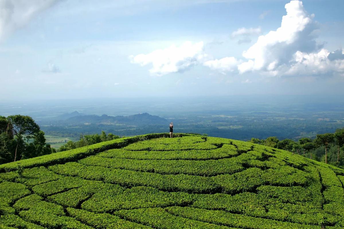 Kebun Teh Jamus