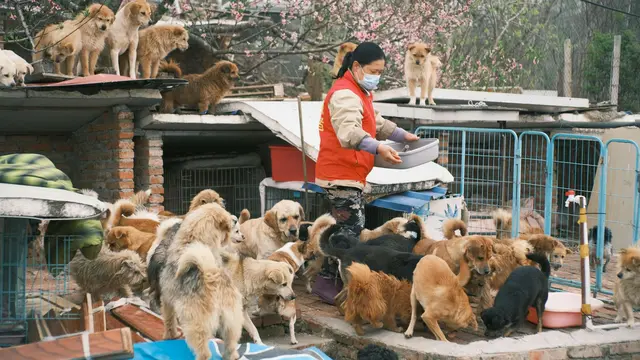 Animal Shelter
