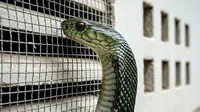 Cara Membuat Ventilasi Rumah yang Aman dari Ular Kobra (Gemini AI)