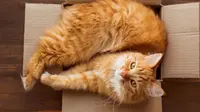 Kotak Kardus Jadi Tempat Favorit Kucing untuk Berpikir dan Merawat Diri