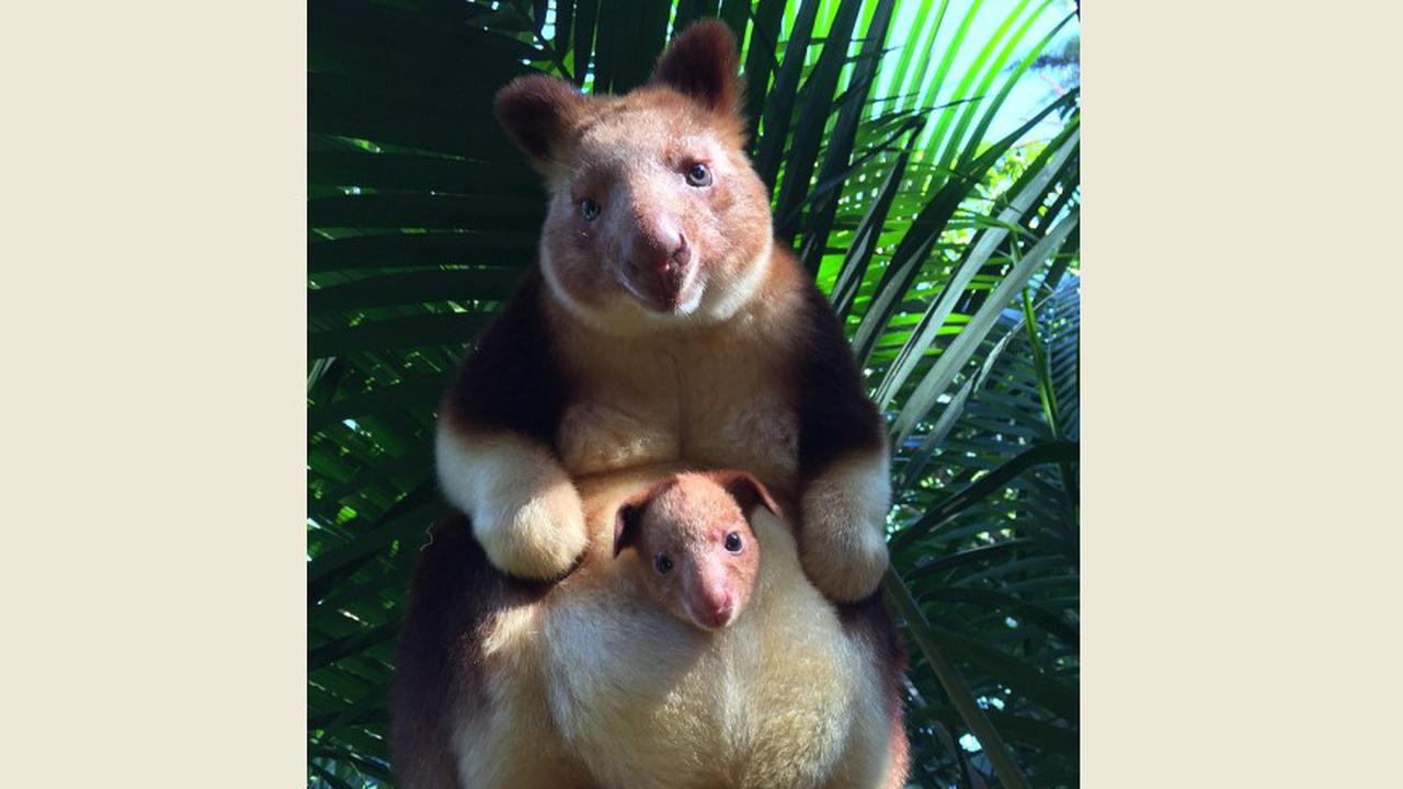 kanguru, kanguru pohon, hewan langka