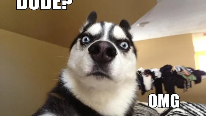 Tingkah Lucu Hewan yang Buat Harimu Cerah Ceria