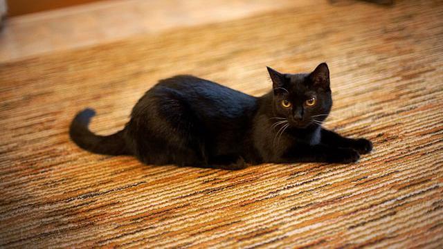 Kucing Hitam (Sumber: wikimedia commons)