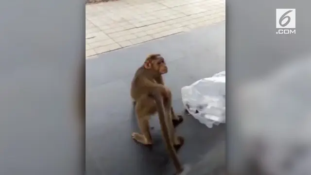 Ada-ada saja yang dilakukan monyet ini ketika seekor anjing terus menggonggong ke arahnya. Monyet itu malah meledek anjing. Lihat deh videonya!