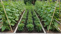 7 Ide Kebun Timun di Lahan 2x2 Tapi Panen Banyak, Hasilnya Fantastis