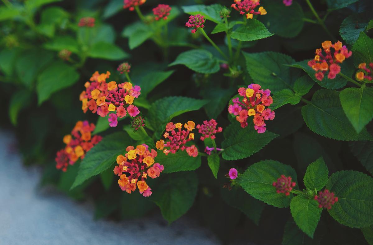 Bunga Lantana/Photo by Leiada Krözjhen on Unsplash