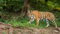 Mantan Aktor Cilik Tewas Diterkam Harimau di Kebun Binatang Inggris