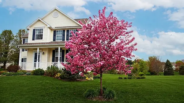 Prairifire Crabapple Merah