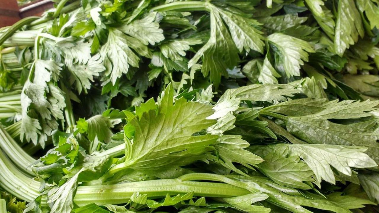 Rebusan Daun Seledri untuk Darah Tinggi, Manfaat dan Cara Penggunaan yang Tepat