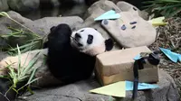 Pesona Diplomasi Panda, Simbol Persahabatan hingga Kepentingan