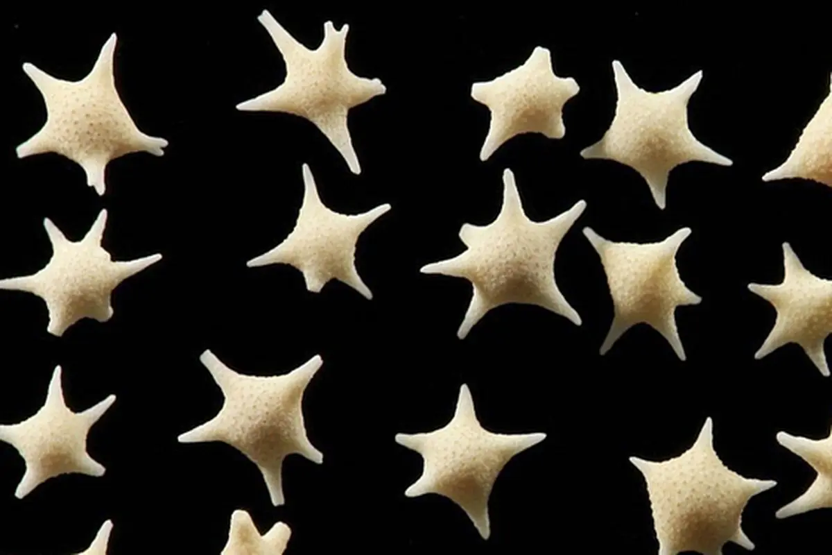 Rahasia Pasir Pantai di Jepang yang Bentuknya Menyerupai Bintang