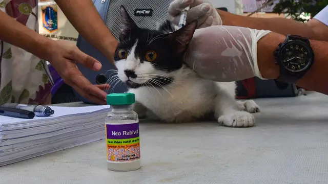 Ilustrasi Dokter Hewan
