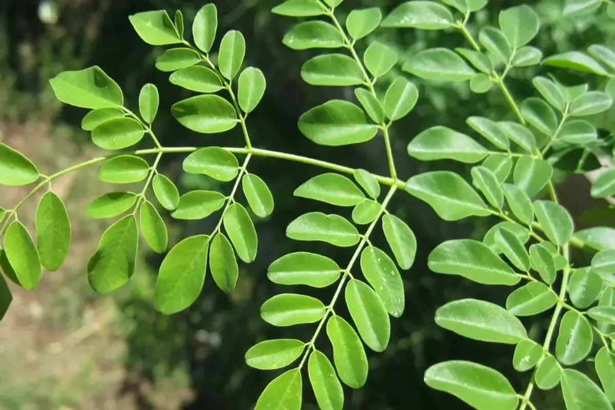 Daun Kelor (Sumber: paulsober.wordpress.com)