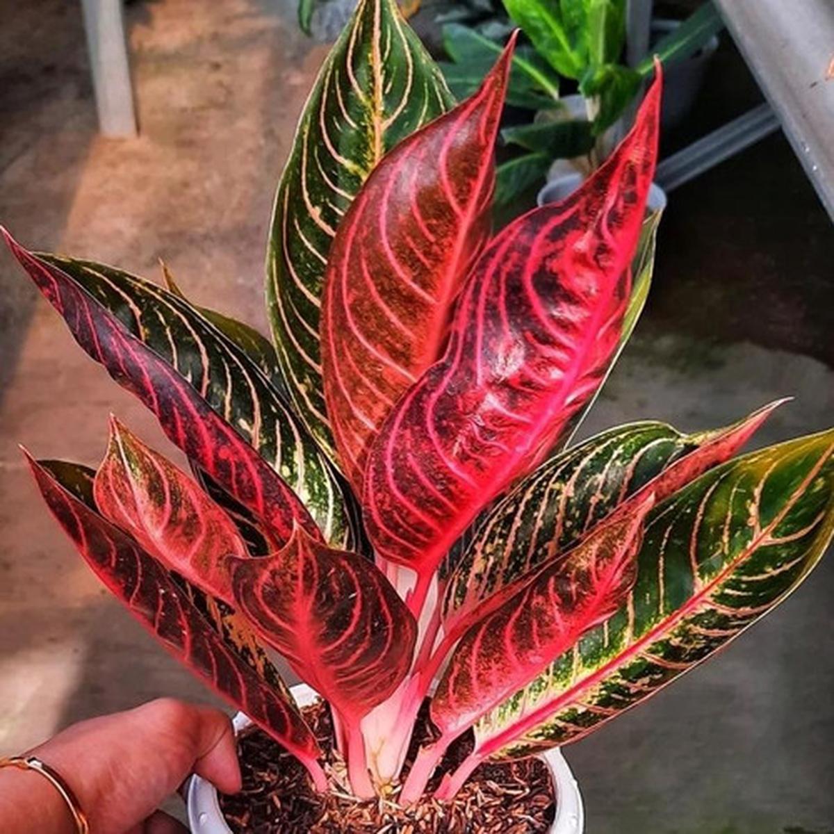Tanaman dalam Ruangan