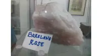 Barelang Rose, batu akik khas Batam yang menyerupai batu Ruby kini menjadi incaran kolektor dan pecinta batu akik.