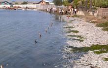 Versi BPLH DKI, jutaan ikan mati di Ancol karena Blooming Algae