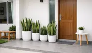 7 Inspirasi Teras Minimalis dengan Lidah Mertua dan Pot Putih yang Buat Rumah Makin Elok