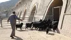 Staf menggiring kambing ke dalam kandang di peternakan milik koperasi pembiakan kambing hitam di Desa Wangwan, wilayah Zhenyuan di Provinsi Gansu, China, 21 Januari 2021. Wilayah Zhenyuan mengubah gua tempat tinggal yang ditelantarkan menjadi kandang kambing beberapa tahun terakhir. (Xinhua/Ma Sha)