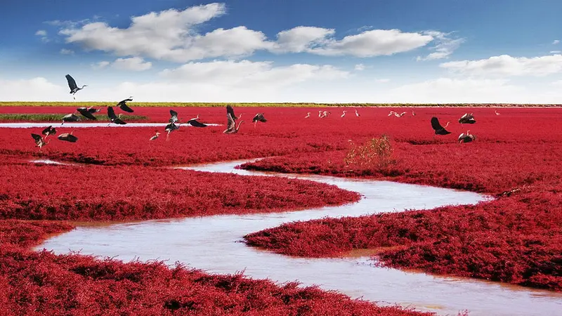 Melihat Indahnya Hamparan Karpet Merah di The Red Beach