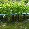 7 Cara Menanam Kangkung Menggunakan Air Kolam Ikan agar Tumbuh Subur dan Cepat Panen