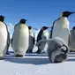Di bawah proyeksi pemanasan global saat ini, sebagian besar spesies asli Antartika akan terancam punah, dengan penguin kaisar dalam risiko terbesar. (Australian Antarctic Division)