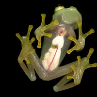 Aneh, ada beberapa hewan yang memiliki tubuh transparan. Apa saja?