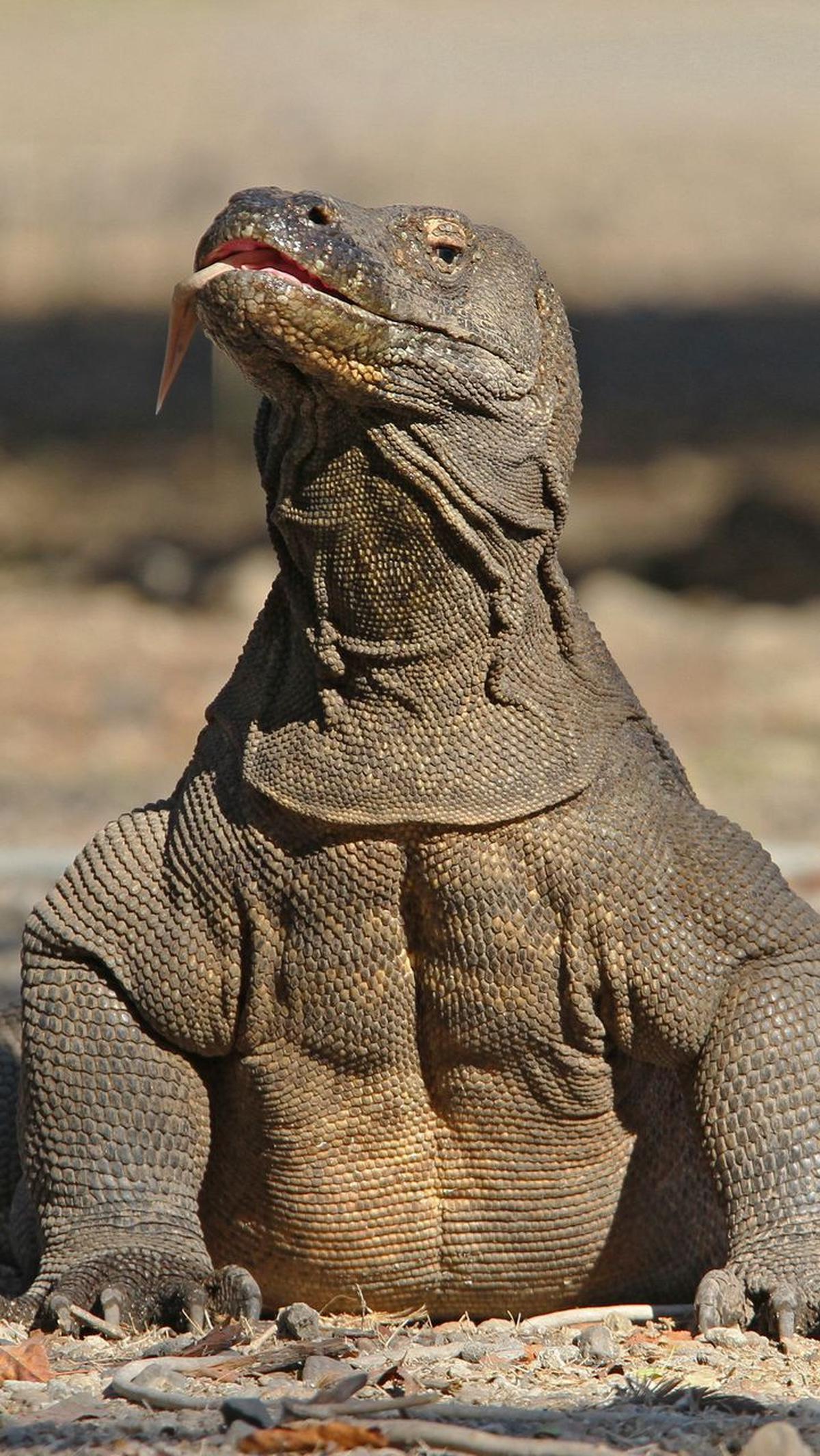 4. Komodo Memiliki Keuntungan Soal Ukuran<br>