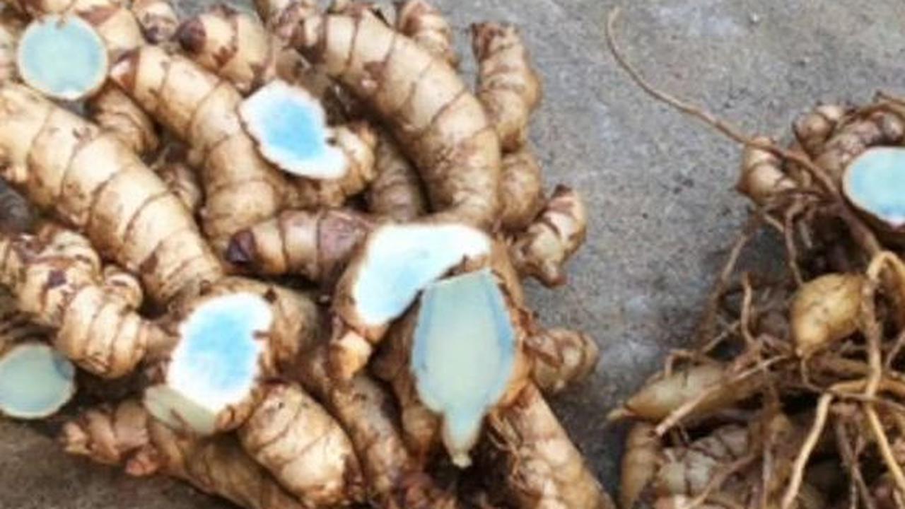 Resep Jamu Temu Ireng