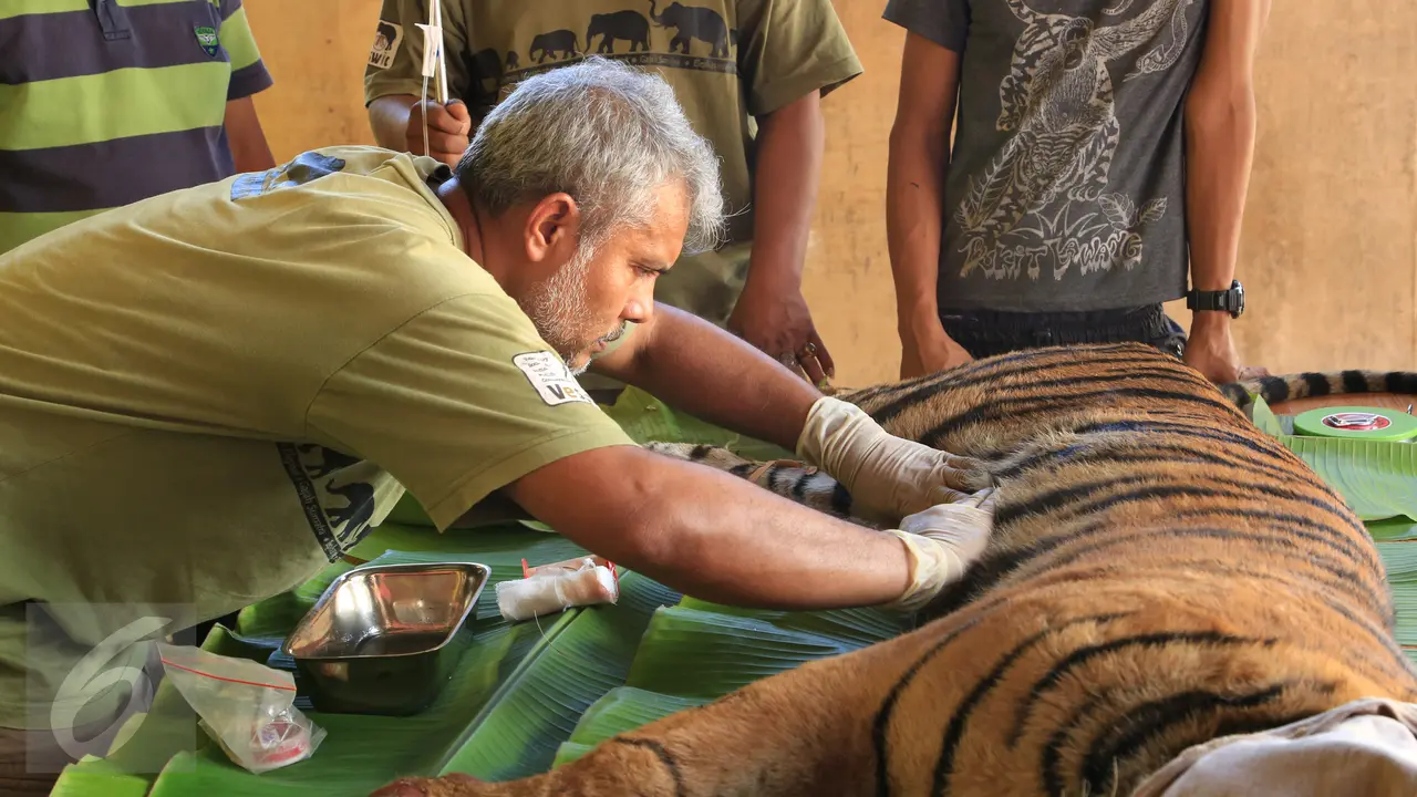 20151128- Harimau Sumatera Diobati-Sumut-Oki Kakigunung