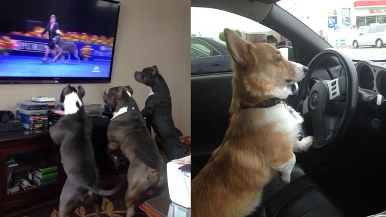 Anjing layaknya manusia (Sumber: Brightside)