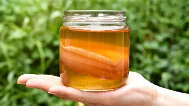 resep teh kombucha/cookpad