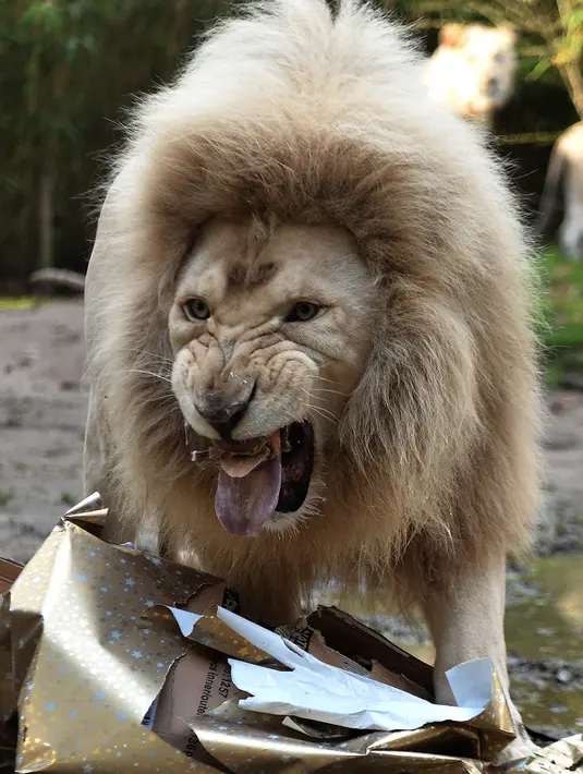 Singa putih jantan Yabou merobek robek kado Natal berisi makanannya di kebun binatang La Fleche di Prancis, (23/12). Menyambut Natal, kebun binatang La Fleche memberikan kado spesial kepada binatang yang ada ditempat tersebut. (AFP/JEAN-FRANCOIS MONIER)