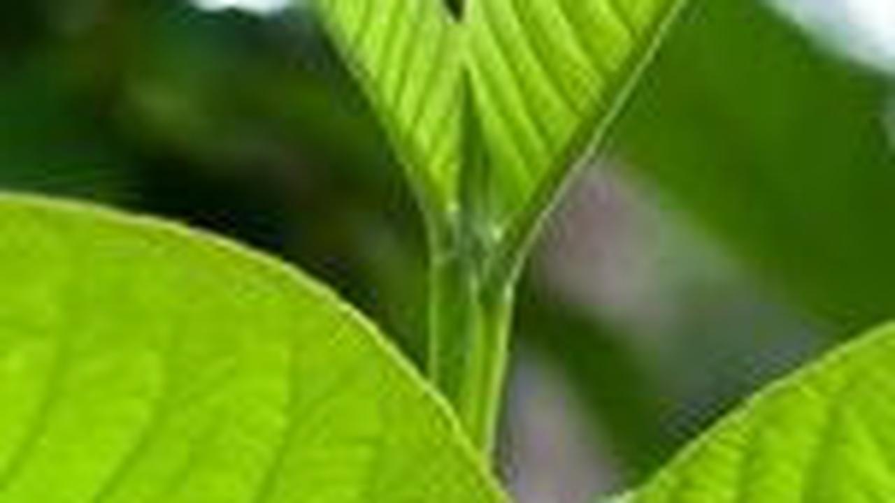5. Daun Jambu Biji<br>