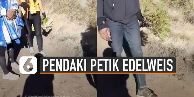 VIDEO: Viral Pendaki Petik Bunga Edelweis Saat Naik Gunung